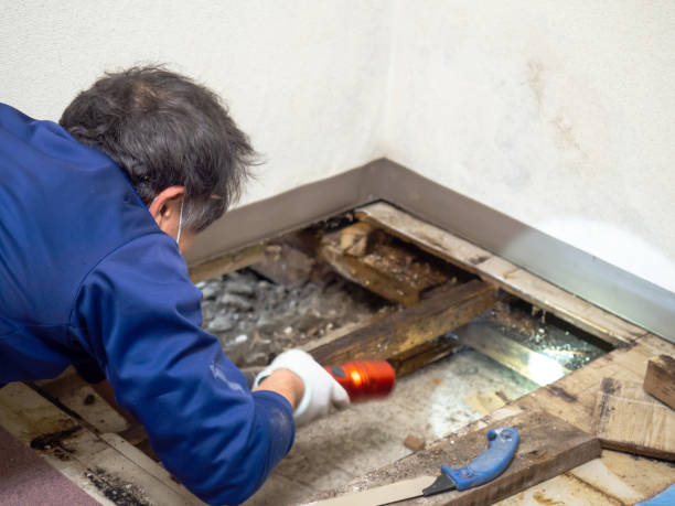 Best Mold Remediation for Schools in Hot Springs Village, AR