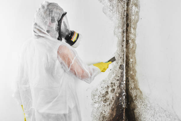 Best Post-Flood Mold Remediation in Hot Springs Village, AR