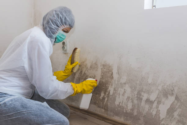 Best Attic Mold Remediation in Hot Springs Village, AR