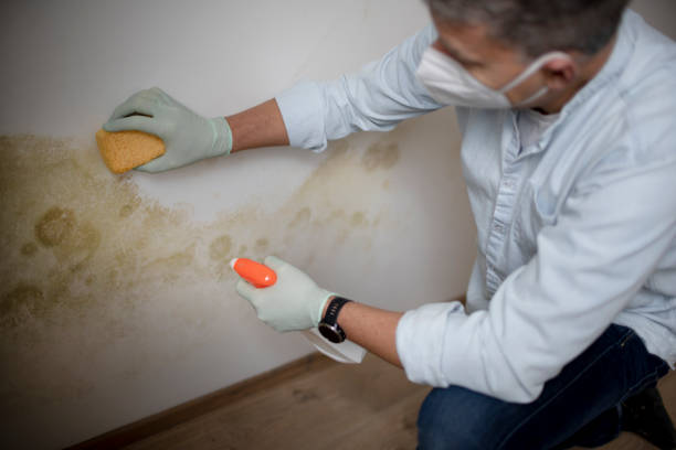 Best Attic Mold Remediation in Hot Springs Village, AR