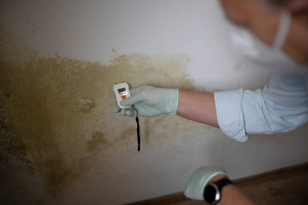 Best Commercial Mold Remediation in Hot Springs Village, AR