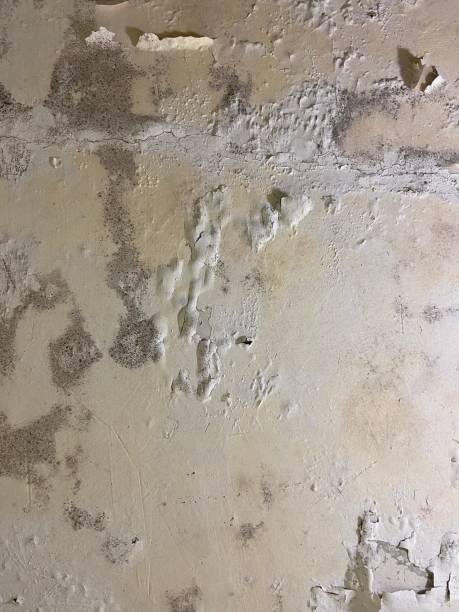 Best Emergency Mold Remediation in Hot Springs Village, AR