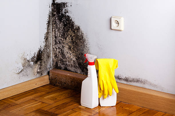 Best Emergency Mold Remediation in Hot Springs Village, AR