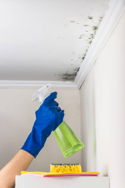 Best DIY Mold Remediation Support Services in Hot Springs Village, AR